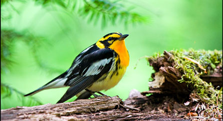 Blackburnian Warbler