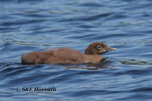 Common Loon
