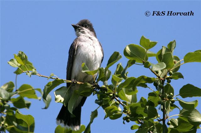 Eastern Kingbird