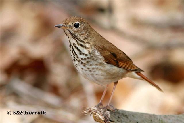 Hermit Thrush