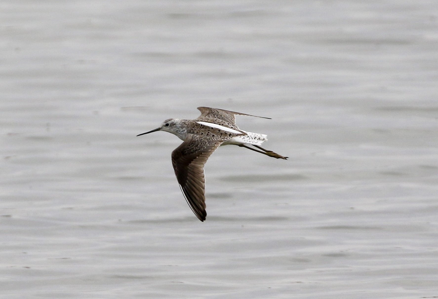 A Marsh Sandpiper wading, photographed at a rare-bird stakeout in Ontario